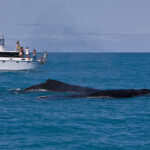 Abrolhos-1.jpg
