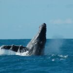 Abrolhos-2.jpg