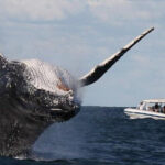Abrolhos-4.jpg
