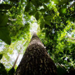 Amazônia-2.jpg