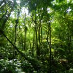 Amazônia-3.jpg