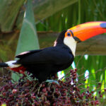 Amazônia-5.jpg