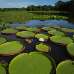 Pantanal-3.jpeg