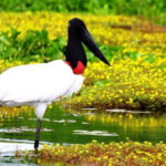 Pantanal-4.jpg
