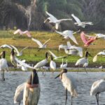 Pantanal-5.jpg